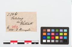 Etiketten zu Bronzering (NHMW-PRAE-025061)